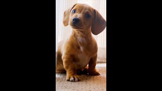 Sounds That Will Make Your Dog Tilt Their Head 💖 Love Dogs amp Puppies Reaction shorts [upl. by Inahc]