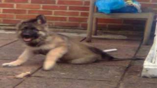 German ShepherdAlsation Puppy 2 months to 6 monthsHaydon [upl. by Dorrehs]