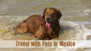 Mexico Vacation Rentals Pet Friendly Luxury Villas with Villa Experience [upl. by Rosenthal]