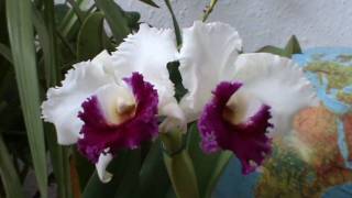 Cattleya  Blc Kuwale Gem ORCHIS [upl. by Nirrok247]