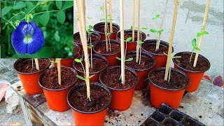 How to Grow Butterfly Pea From Seeds  Seed Germination Start to End Urduhindi [upl. by Walcoff761]