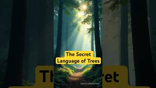 The Secret Language of Trees [upl. by Ahseikram285]