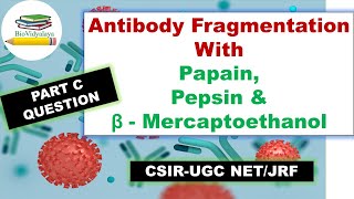 Antibody Fragmentation with Papain Pepsin and Betamercaptoethanol  CSIRUGC NET PYQ  Immunology [upl. by Ahserak]