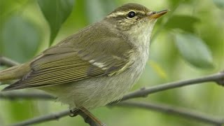 Arctic Warbler  Phylloscopus borealis [upl. by Nnazil]