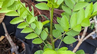 Hog plum elderberry and mulberry cuttings update  Red yellow and orange coat plums😋😃 [upl. by Colver]