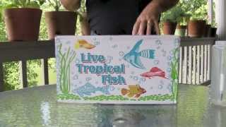 New Tilapia Breeding Colony Arrival  Backyard Tilapia [upl. by Follmer]