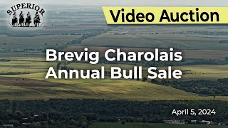 Brevig Charolais Annual Bull Sale [upl. by Annavoj]