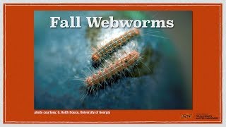 fall webworms [upl. by Rehttam481]