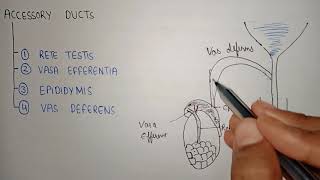 Accessory ducts in male reproductive system  Rete testis  Vasa effrentia  Epididymis  vasdefrens [upl. by Body765]