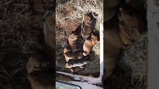 Redbone Coonhound Puppies For Sale in Llano TX [upl. by Aisenat]