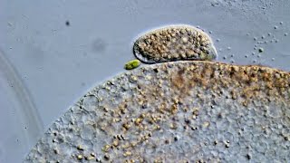 Freshwater ciliate showing a thigmotactic behaviour [upl. by Goodrich78]