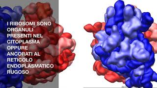 I RIBOSOMI  IN BREVE [upl. by Kolivas507]