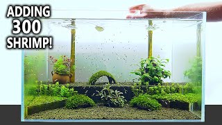 The Shrimp Nursery NEW Shrimp Tank Setup for Caridina Step by Step Aquascape Tutorial [upl. by Massingill]