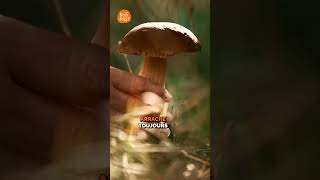 Attention aux champignons  🍄 Partie 1 champignons forêt [upl. by Anoyk]