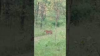 quotMachliquot tigress spotted  satpura tiger reserve india [upl. by Ahsikyw]