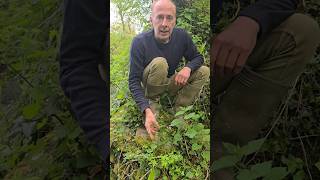 Lambs LettuceCorn salad valerianella locusta foraging herbs hedges explore nature [upl. by Tlaw390]