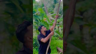 Sini Sambal Imbul 😋  ඉඹුල්  Rural CookFood food recipe shorts [upl. by Verge]