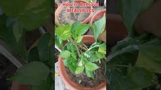 How to Remove Mealybugs from Plants shorts [upl. by Nilde]