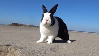 Bunwatch Rabbit at the beach saving lives Baywatch spoof [upl. by Ataeb]