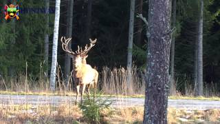 Ståtliga Kronhjortar vid passet  Magnificent Red Deers [upl. by Enimassej]