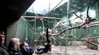 WhiteCheeked Gibbon Ethogram [upl. by Nekciv]