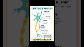 Parts of a Neuron with function [upl. by Nnaarual]