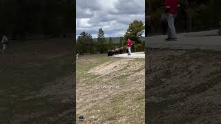 Bison herd charges Yellowstone tourists They got the Zoomie Zooms Shorts [upl. by Trela]