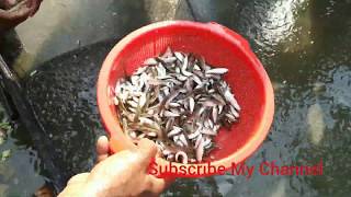 Bata fish fingerlings cultivation in Bangladesh [upl. by Absa]