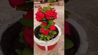 Less caring and more attractive Plant realisenature2025 garden plants ytshorts [upl. by Flip550]