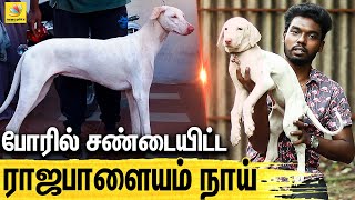 மன்னர்களுக்கு பிடித்த ராஜபாளையம் நாய்கள்  All About Dogs Episode  3  Rajapalayam Dog [upl. by Erimahs]