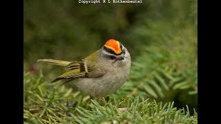 Golden Crowned Kinglet  golden crowned kinglet call  golden crowned kinglet bird [upl. by Chansoo]