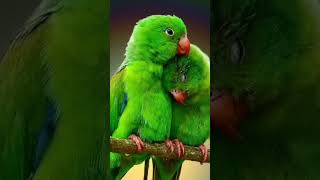 Romantic songs love song bollywood shortsfeed trending hindisong birds nature ai music [upl. by Yseulta45]