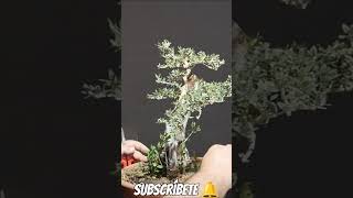 acebuche Granadino bonsai manolofelix bonsaiaficionado bonsaiponderosaehn [upl. by Lorie]