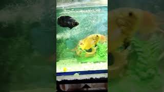 9th day feeding time my fish oscarfish parrotfish goldfish aquarium shorts viralshort [upl. by Adnara246]