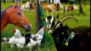 Top25 Most beautiful Farm Animals  rare breeds of lifestock cattle goats chickens horse poultry [upl. by Ardnal]