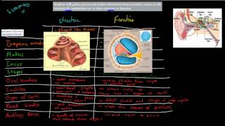 C63 Structure and function of ear HSC biology [upl. by Franni27]