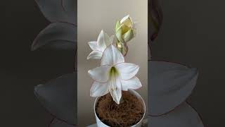 Амариллис Picotee распускается  Таймлапс  Amaryllis blossom timelapse  flowers nature [upl. by Archibald]