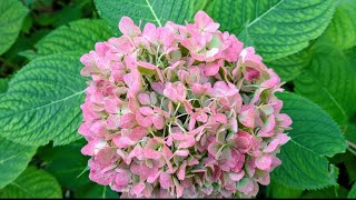 Lovely Hydrangeas In The Fall [upl. by Springer]