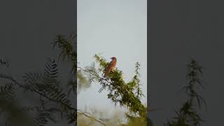 Bird Songs  Common Babbler Bird Song birdsounds birds birdslover nature birdsinging birdcall [upl. by Bertina]