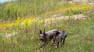 Wirehaired Pointing Griffons Adapting to Rural Living [upl. by Suhsoj114]