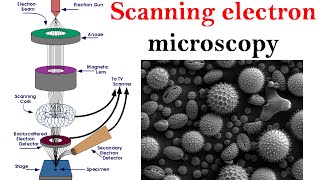 Electron microscopy lecture  Scanning electron microscope [upl. by Emia]