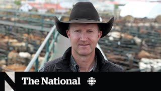 Canadas top cattle auctioneer wants to conquer the world [upl. by Ydissahc736]