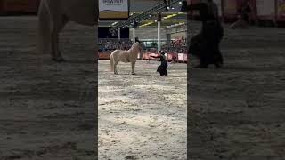 Horse event HoefWijzer [upl. by Aisatna]