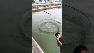 AMAZING FISH TRAP WITH FRESH WATERMELON shorts [upl. by Seidule17]