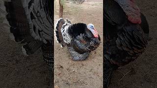 turkey bird  turkey dance video  dancing turkey turkey bird turkeydance [upl. by Anyad]