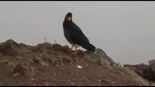 Caracara Curiquingue Carunculated Caracara [upl. by Mcclary35]