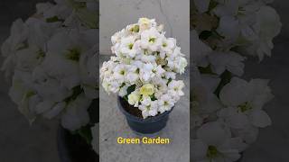 Best fertilizer for Kalanchoe flower plant [upl. by Bushweller]