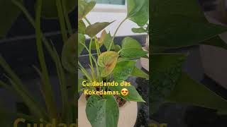 Cuidando das Kokedamas😍 [upl. by Sirej]