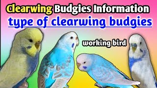 How To Identify Clearwing Budgies  type of clearwing budgies parrot full information [upl. by Beane]