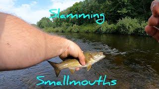 Slamming Smallmouths on the Muskegon River Newaygo Michigan [upl. by Nivert]